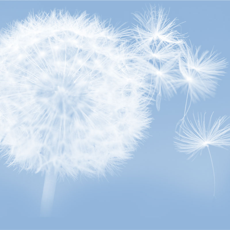 Pusteblume Hintergrund Quadrat Bettina Blach