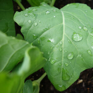 Regenperlen auf Kohlrabiblatt