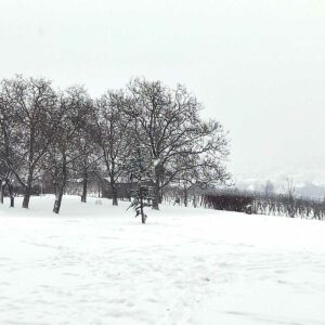 Schnee in Wien
